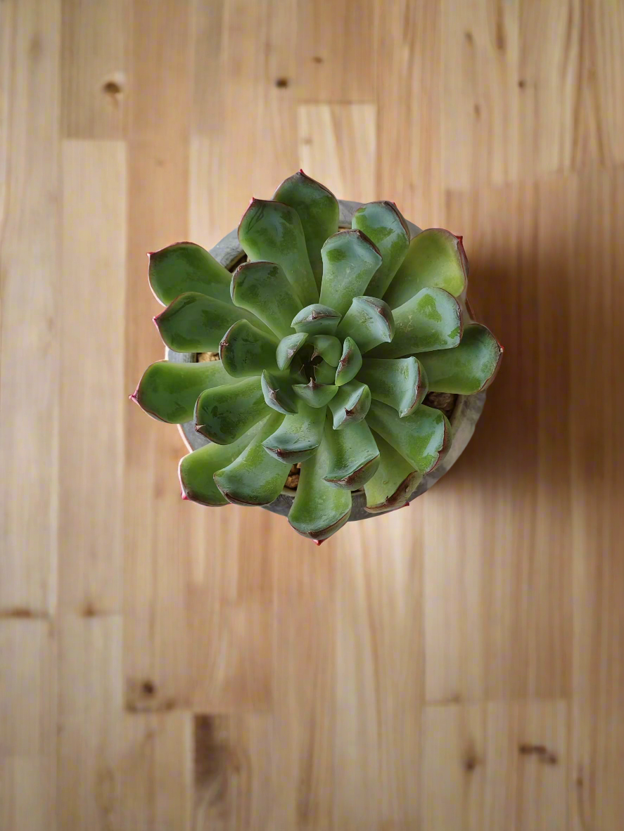 Succulent Elegant Round Dark Grey – Echevaria Pulidonis