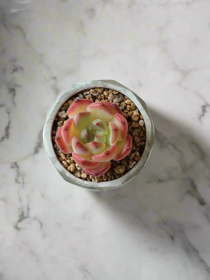 Top view of the Succulent Harmony Green Pot featuring Echeveria 'Orange Champagne'.