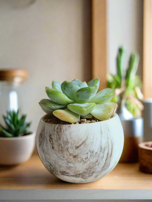 Succulent Elegant Round Brown Pot – Echeveria Ice Green