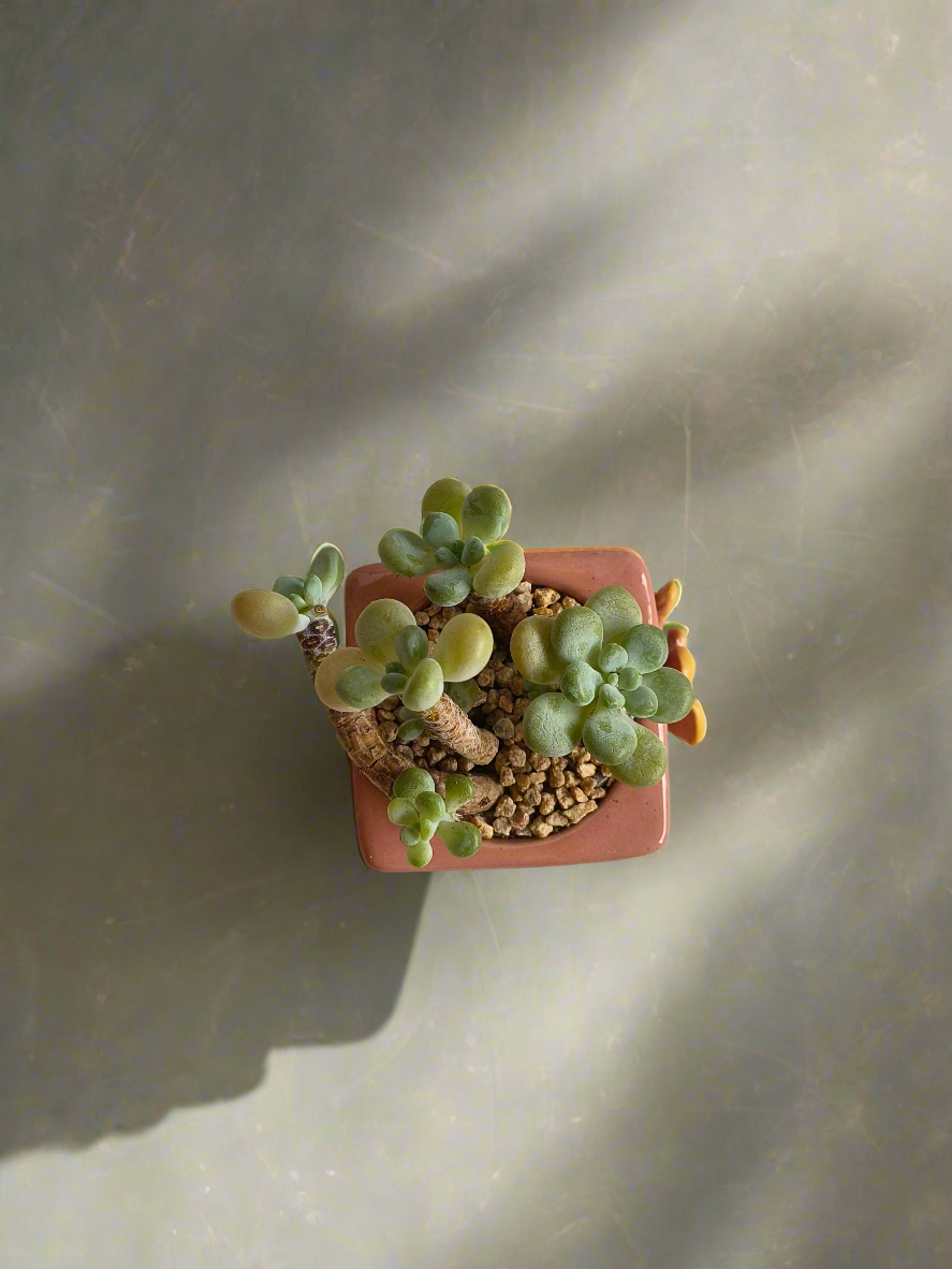 Succulent Floral Charm Pink – Tiscalatengo Gorge Sedum - SlowBloomGreens