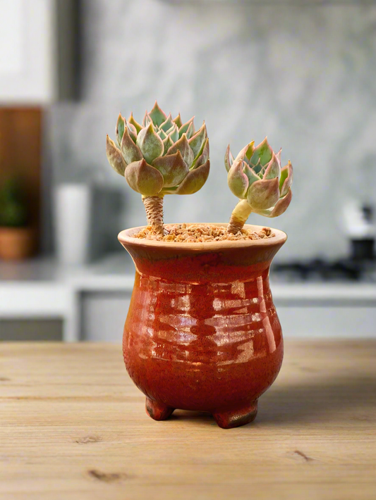 Succulent Rustica Mahogany Planter – Echeveria Peacockii - SlowBloomGreens
