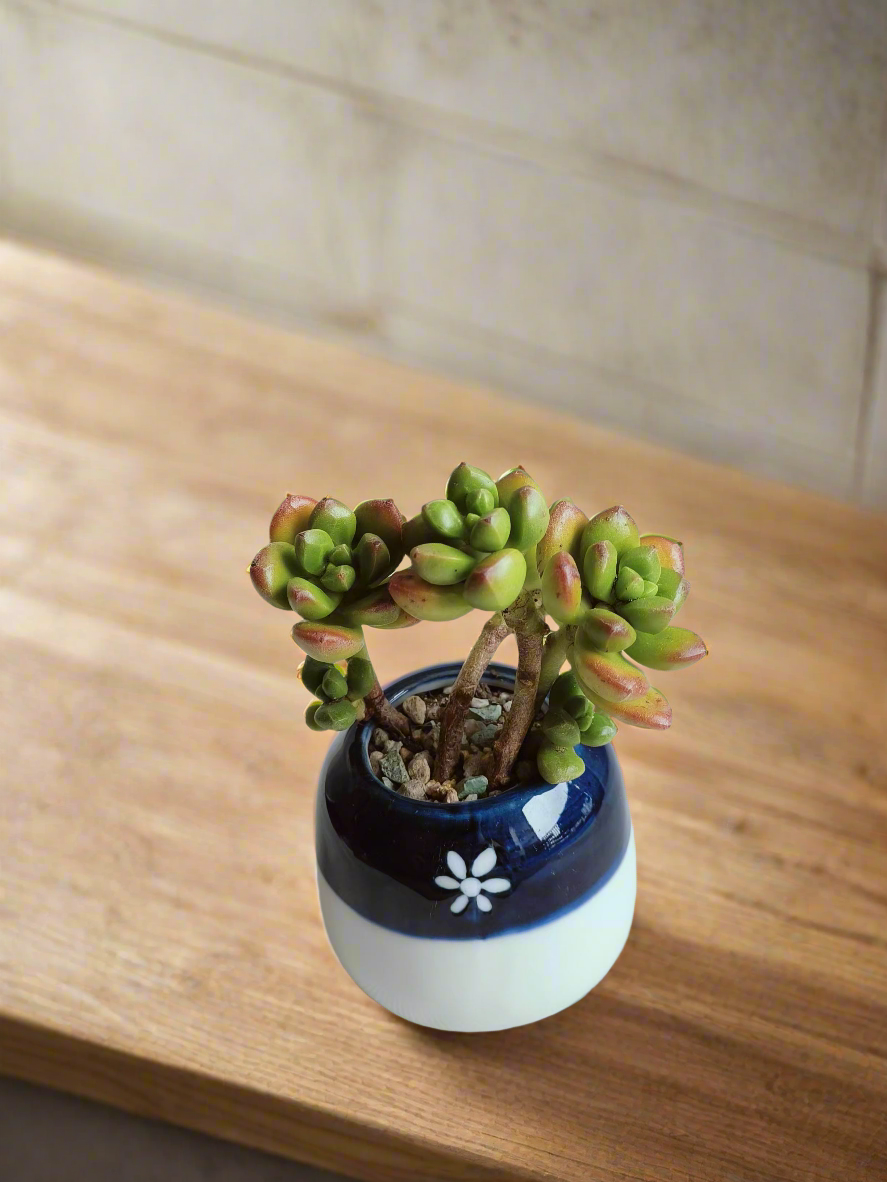 Succulent Sakura Blue - Sedum Lucidum - SlowBloomGreens