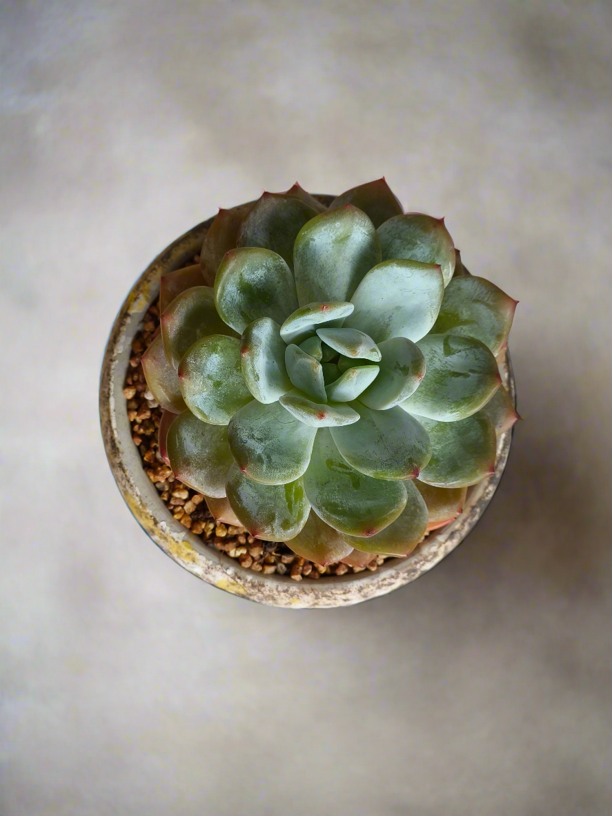 Succulent Moonlit Bloom Pot – Desert Gold with Echeveria Orange Monroe