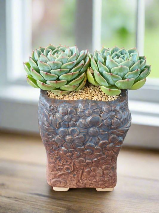 Succulent Rustic Floral Embossed Planter – Echeveria 'Onslow' Duo