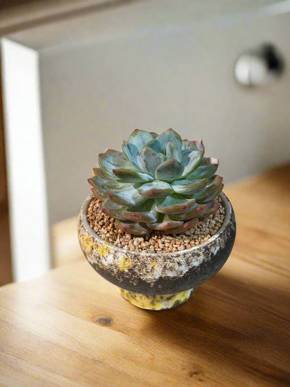 Succulent Moonlit Bloom Pot – Desert Gold with Echeveria Orange Monroe - SlowBloomGreens