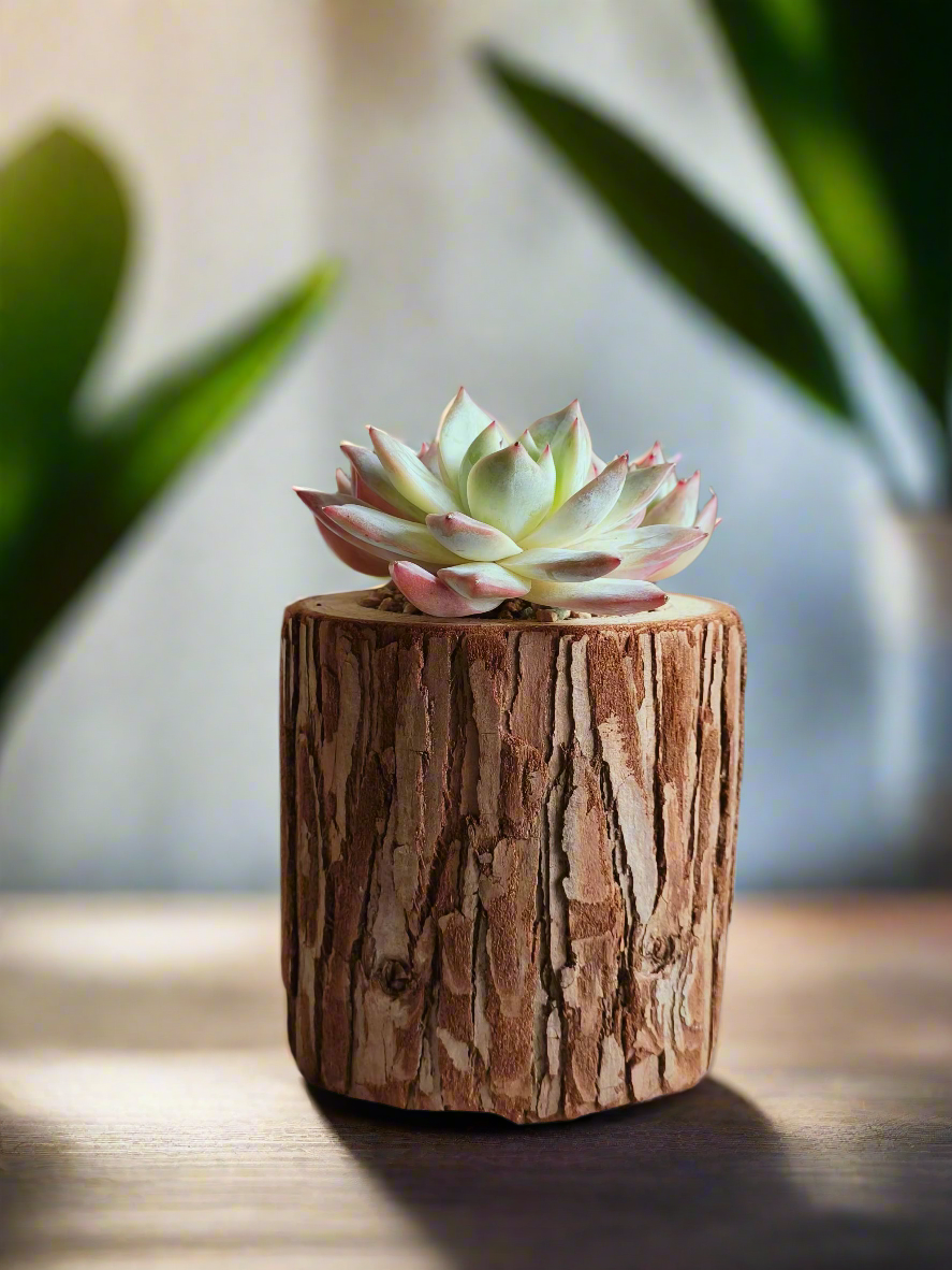 Succulent Natural Wood Pot - Echeveria Laui with 2 Echevaria'Blue Bird'