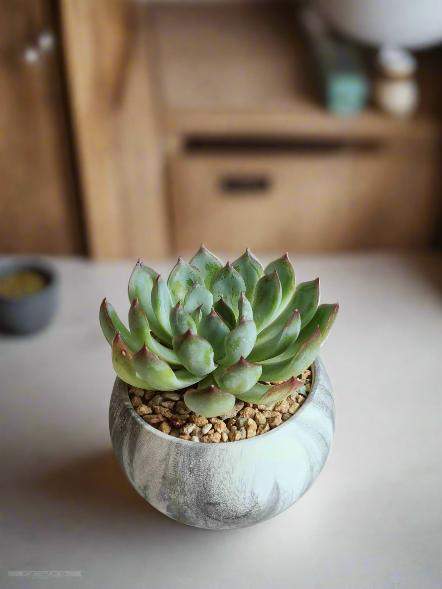 Succulent Elegant Round Dark Grey – Echevaria Pulidonis