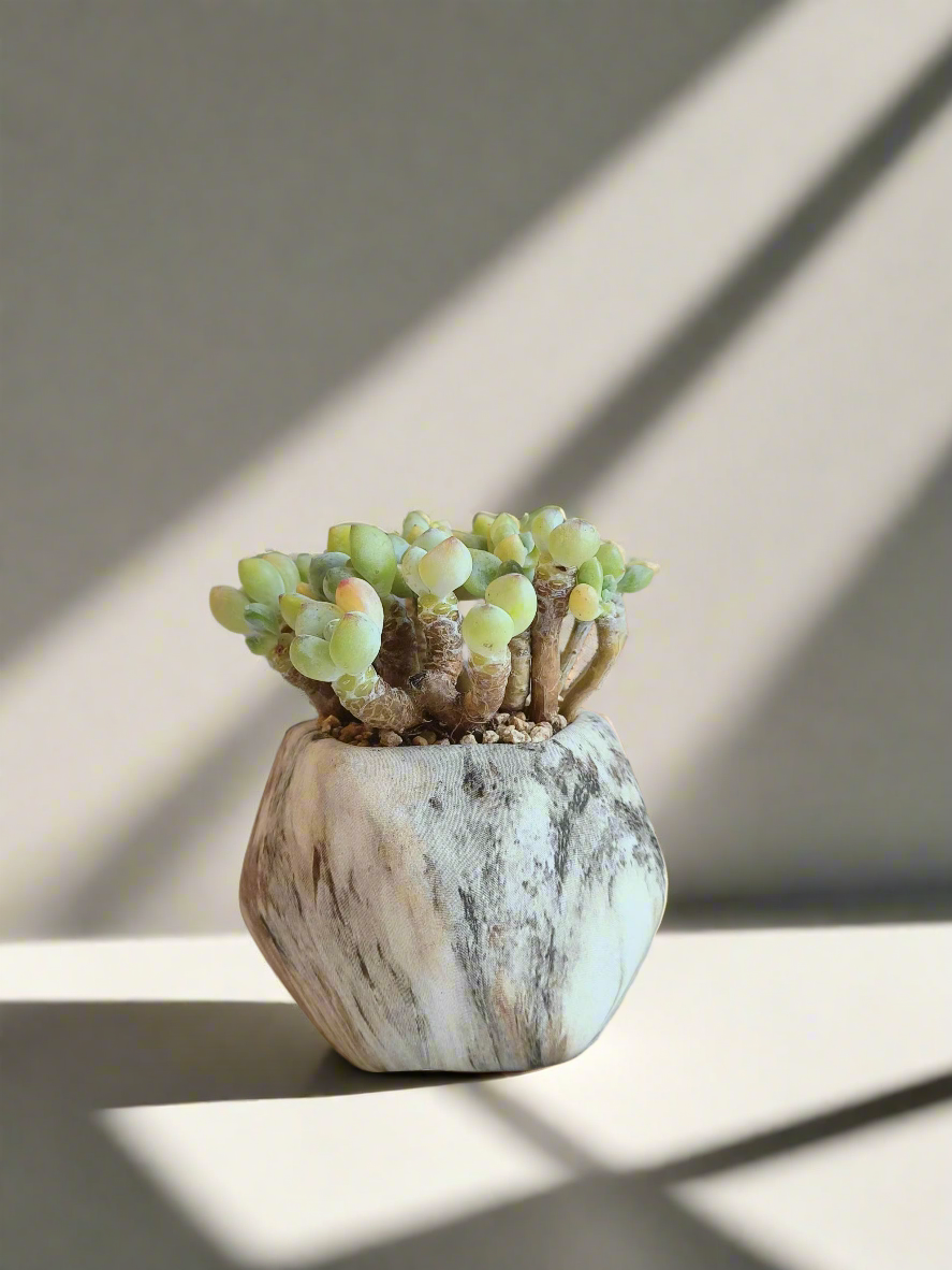 Succulent Mini Octagon Brown - Sedum Treleasei 'Stonecrop' - SlowBloomGreens