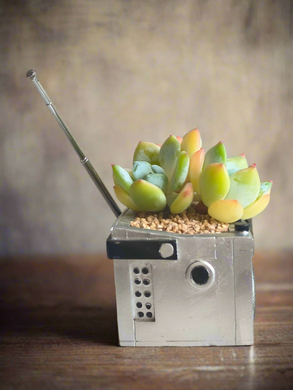 Succulent Retro Boombox – Echeveria Hybrid