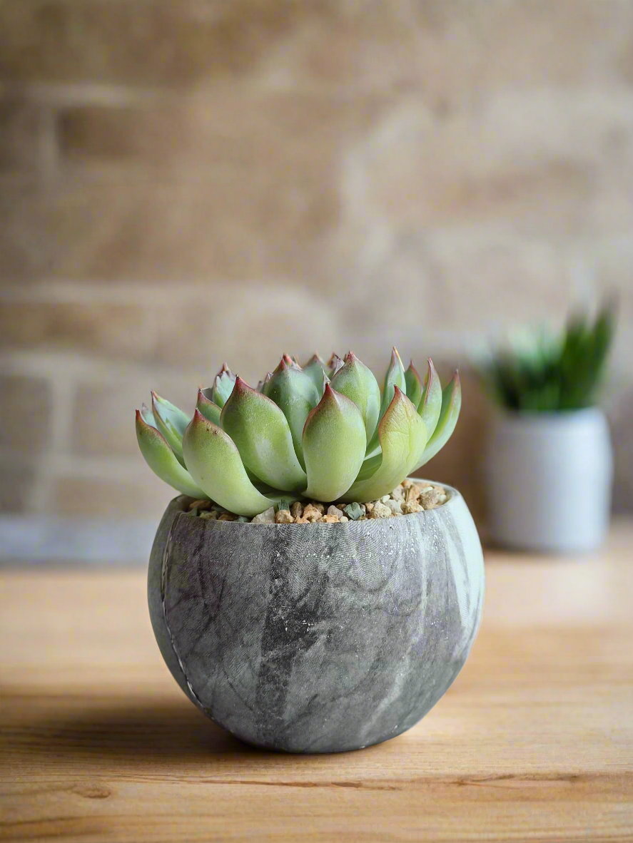 Succulent Elegant Round Dark Grey – Echevaria Pulidonis