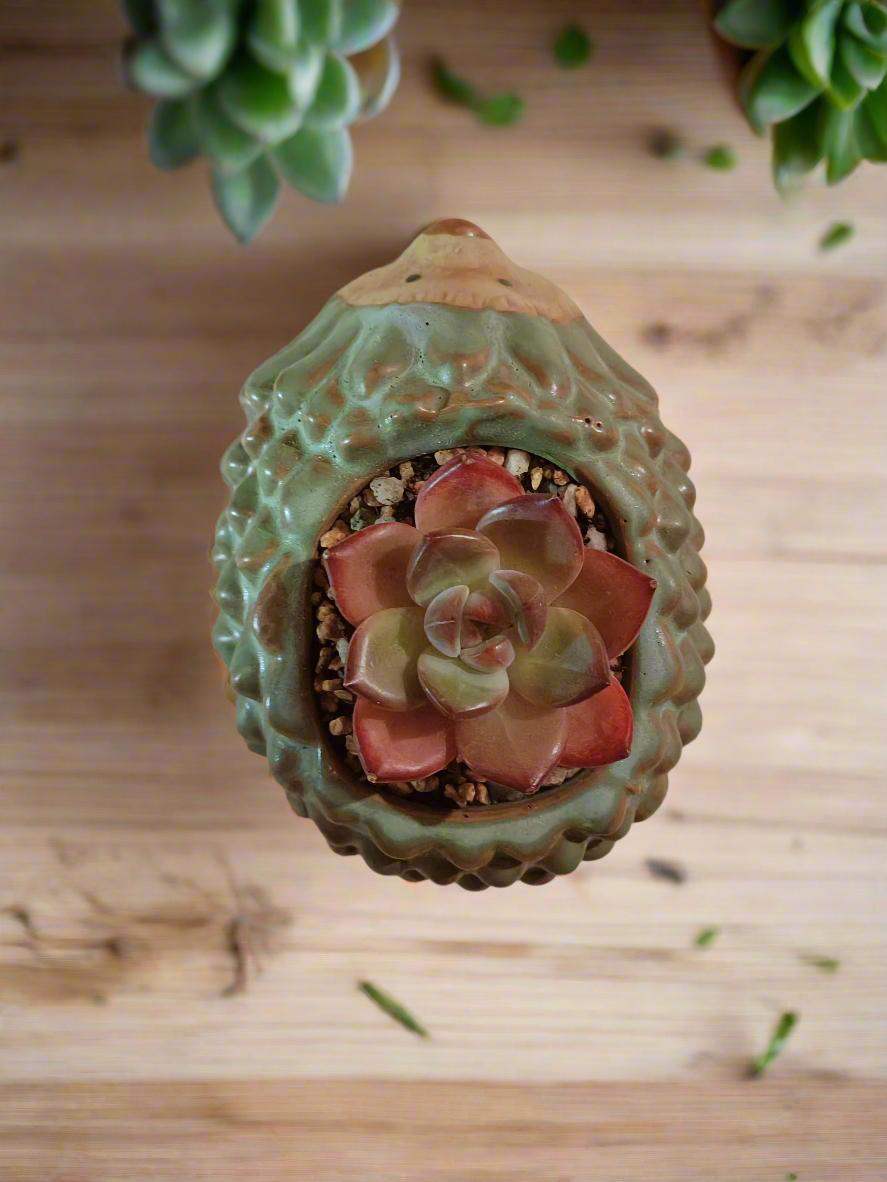 Succulent Hedgehog Pot - Echeveria Agavoides 'Romeo' - SlowBloomGreens