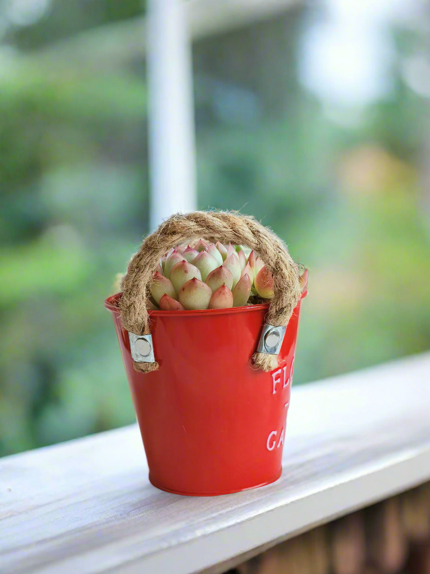 Succulent Festive Garden Charm Red pot - SlowBloomGreens