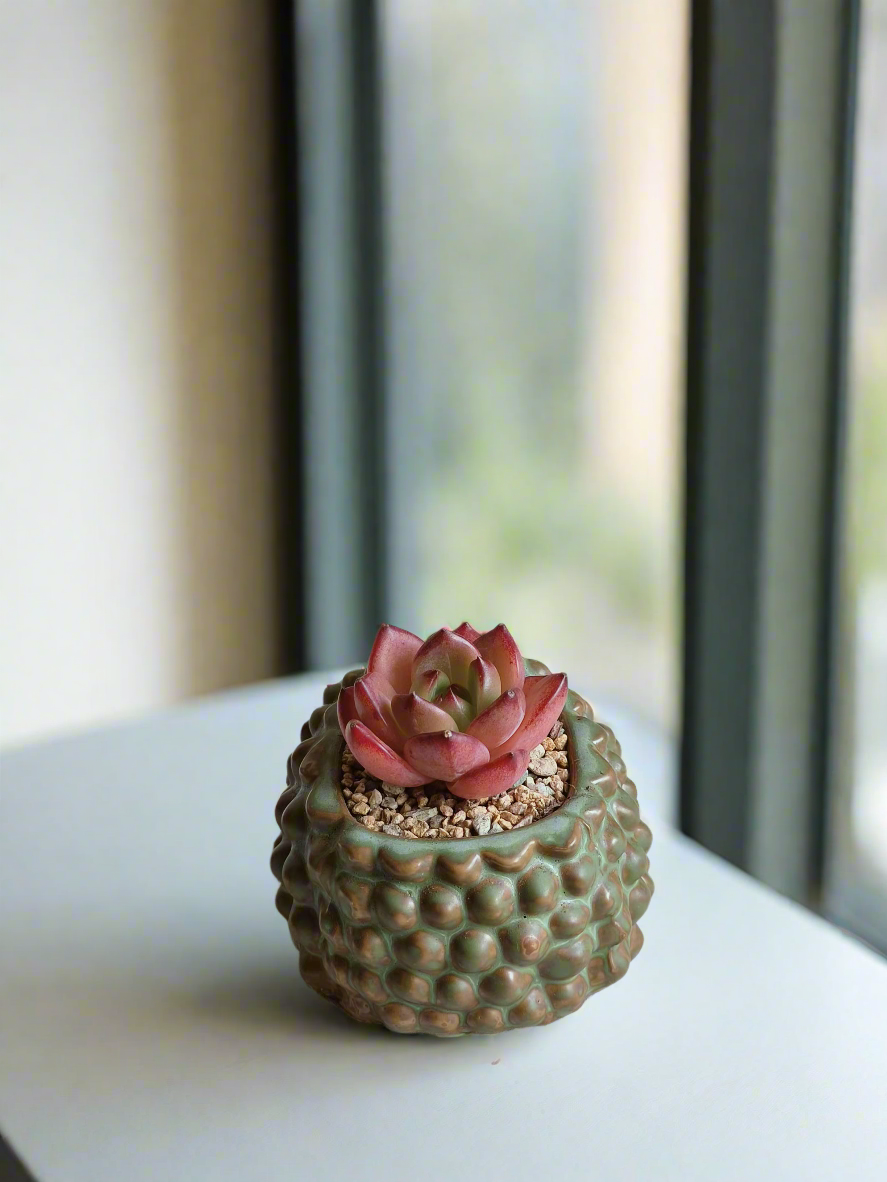 Modern hedgehog pot with elegant Echeveria Agavoides 'Romeo'