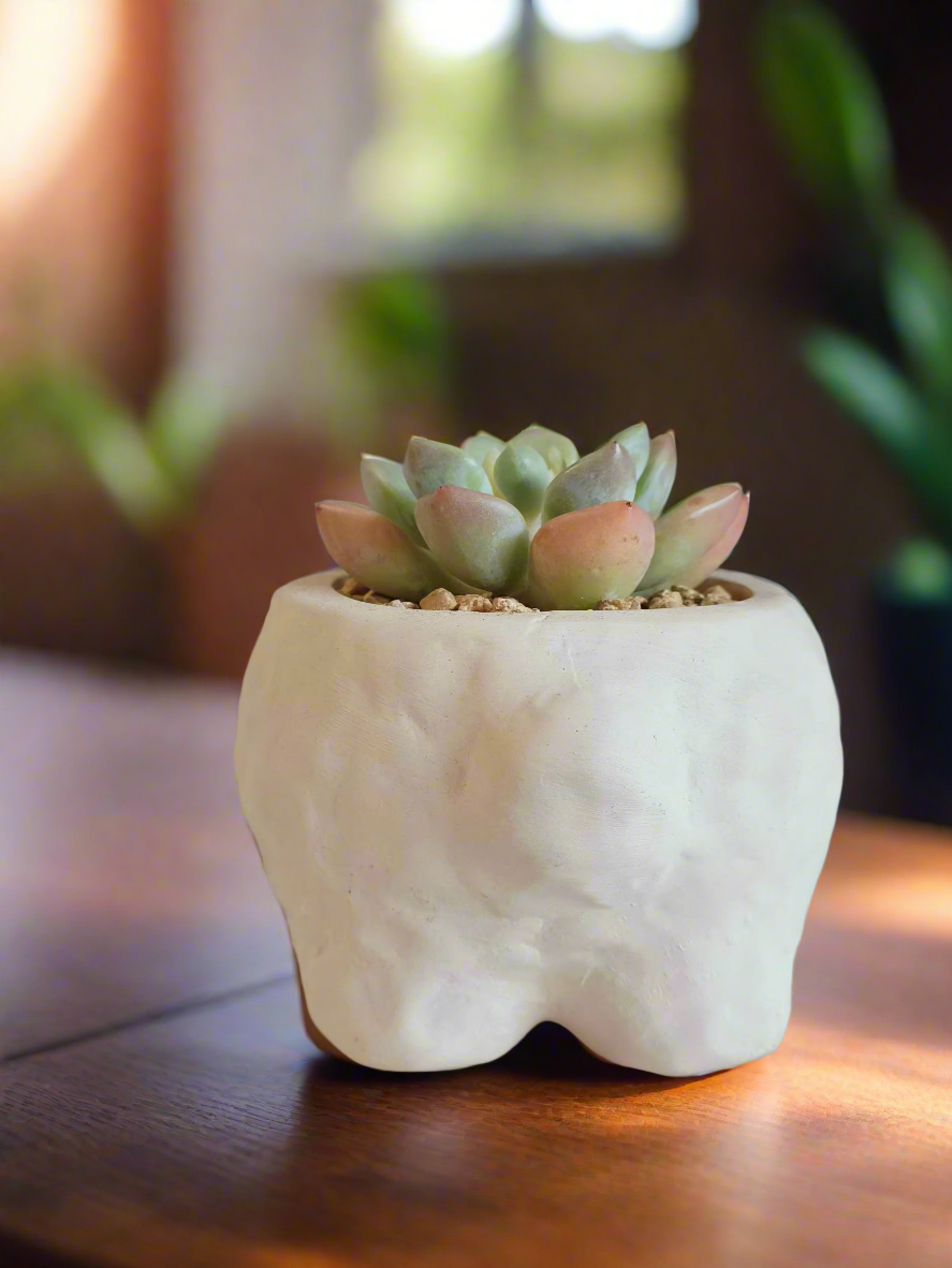 Beautiful Echeveria Elegans showcasing pale green rosettes in sheep pot