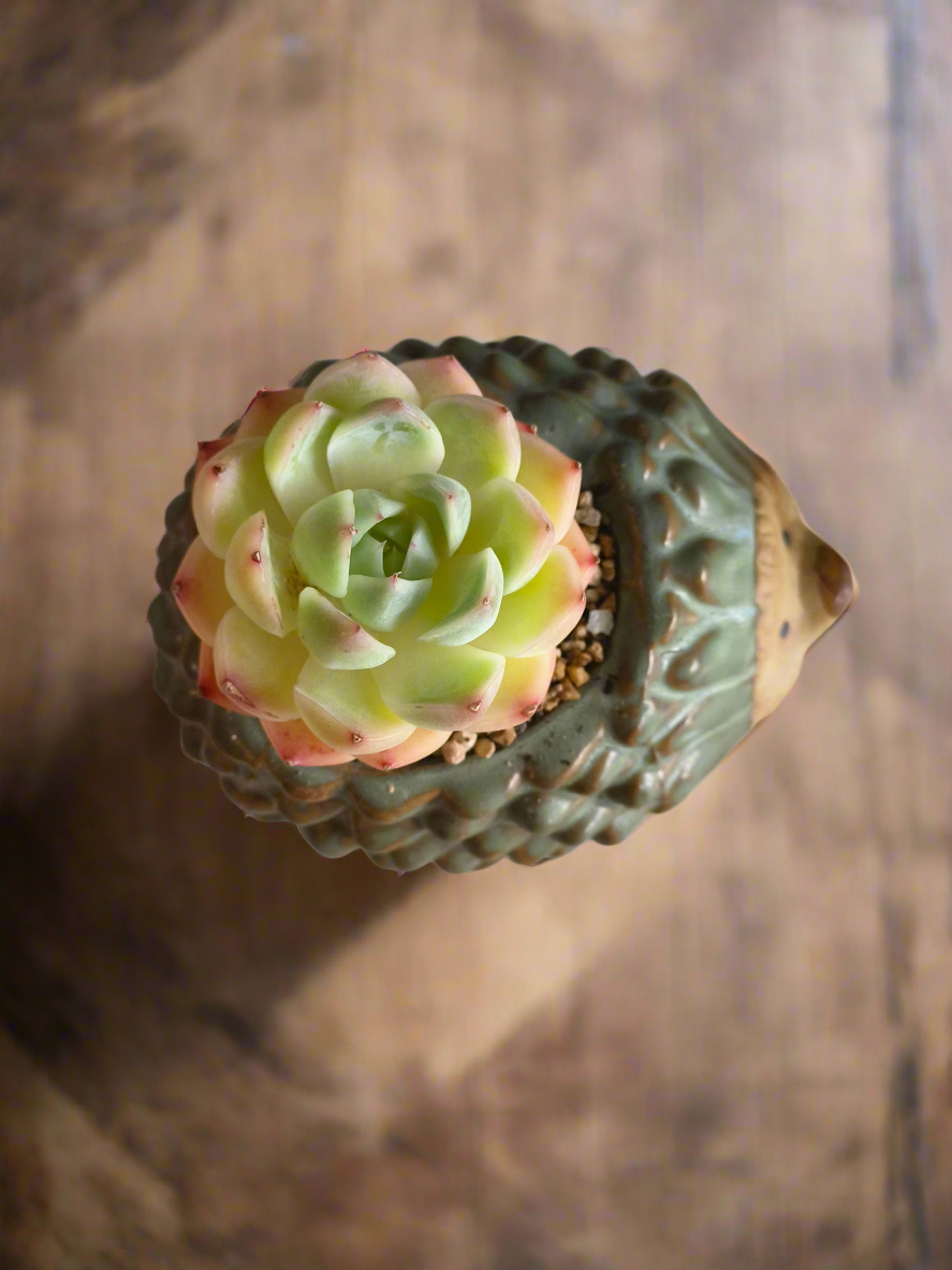 Succulent Hedgehog Pot - Echeveria Suryeon - SlowBloomGreens