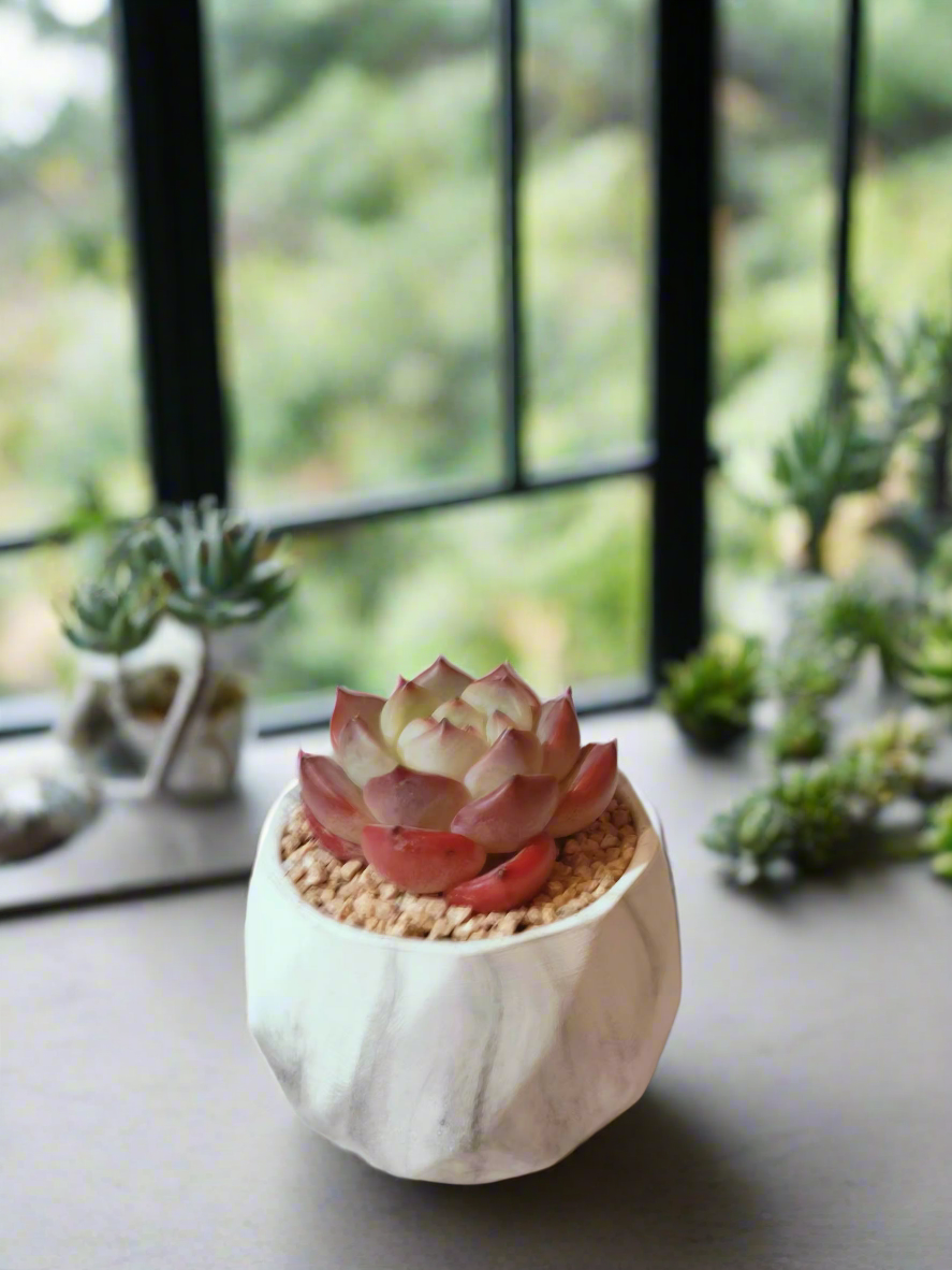 Succulent Classic Marble Ash Pot – Echeveria Strawberry Almond