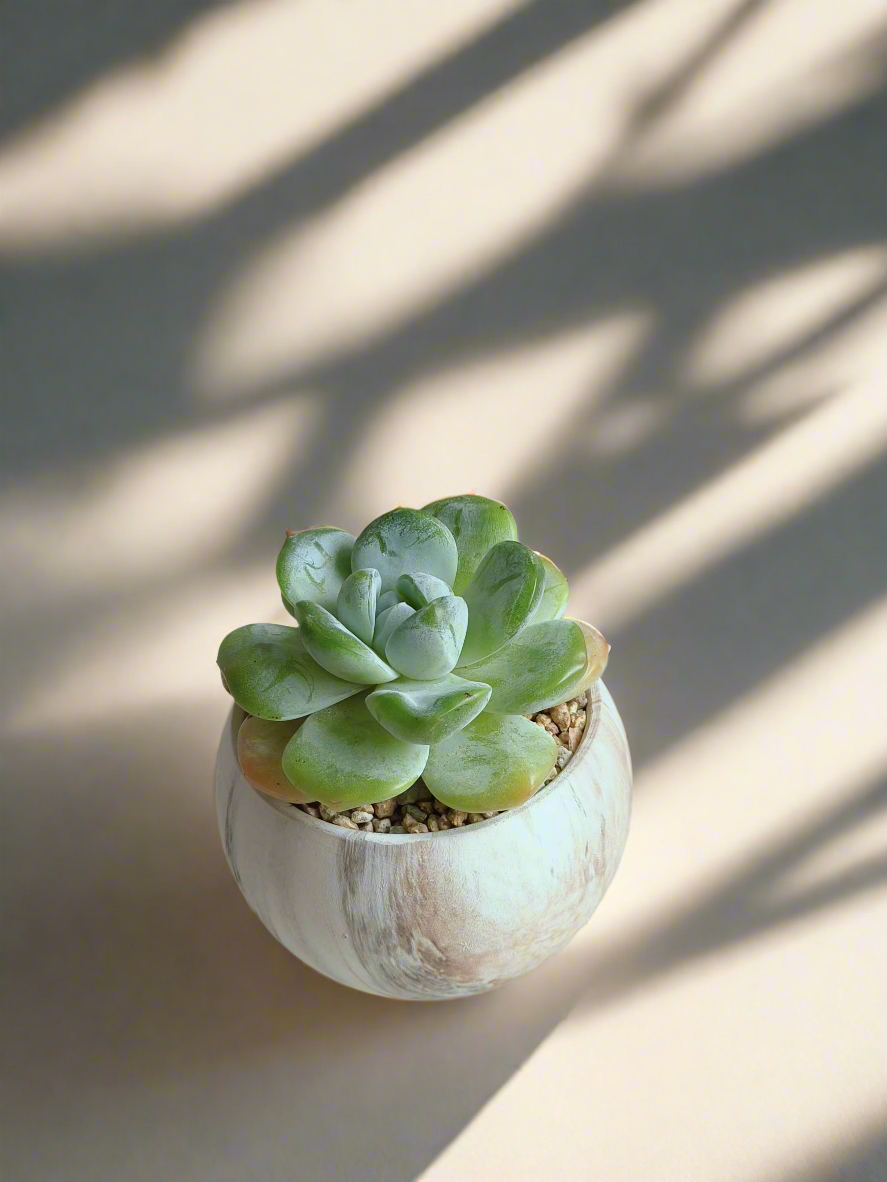 Stylish Echeveria Ice Green displayed in round brown planter