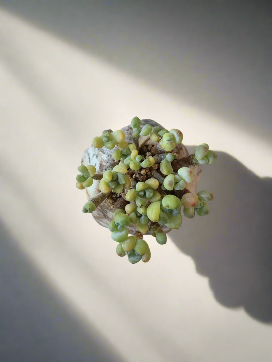 Succulent Mini Octagon Brown - Sedum Treleasei 'Stonecrop' - SlowBloomGreens