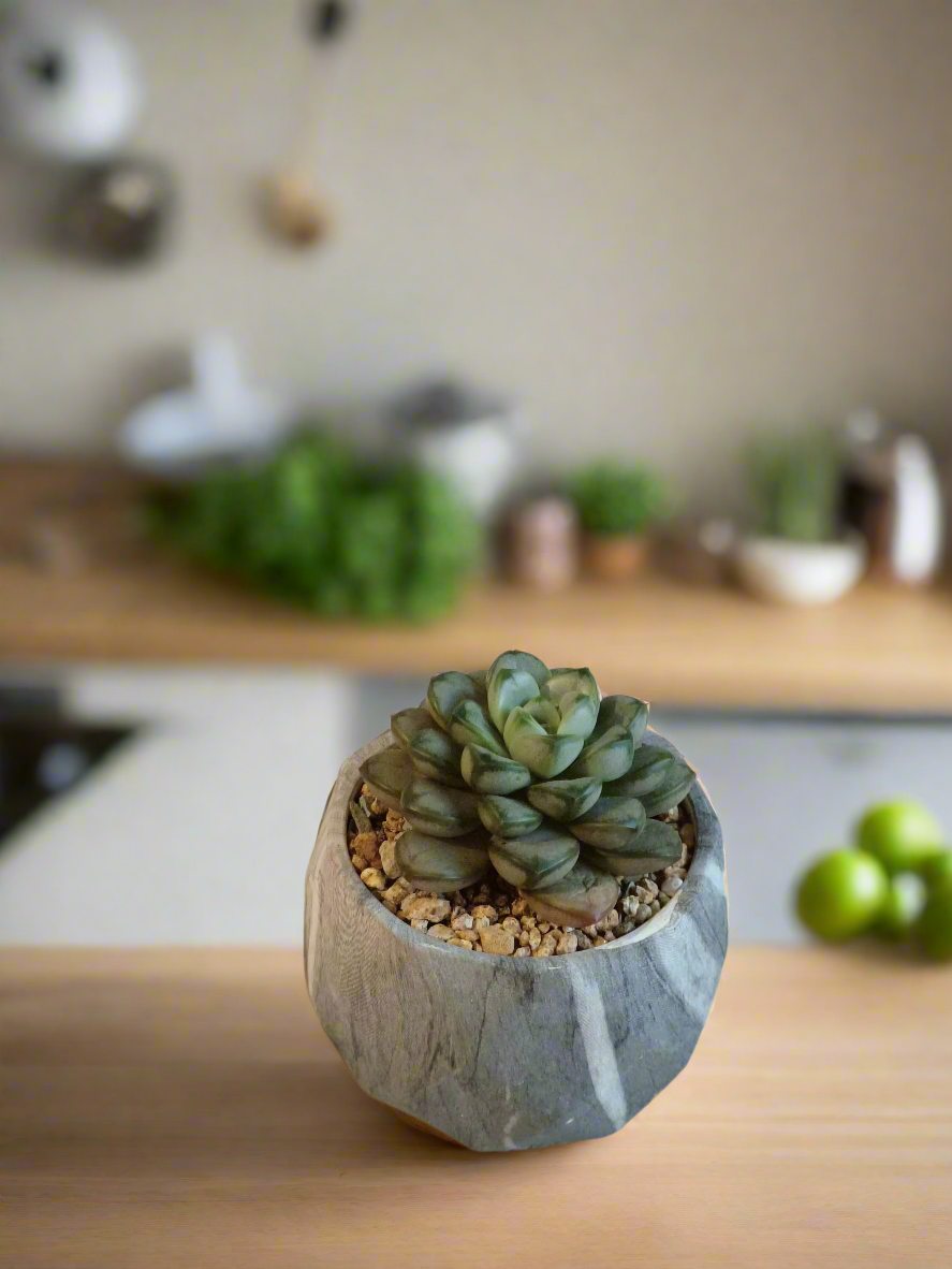 Succulent Classic Marble Grey Pot - Graptoveria 'Amethorum'