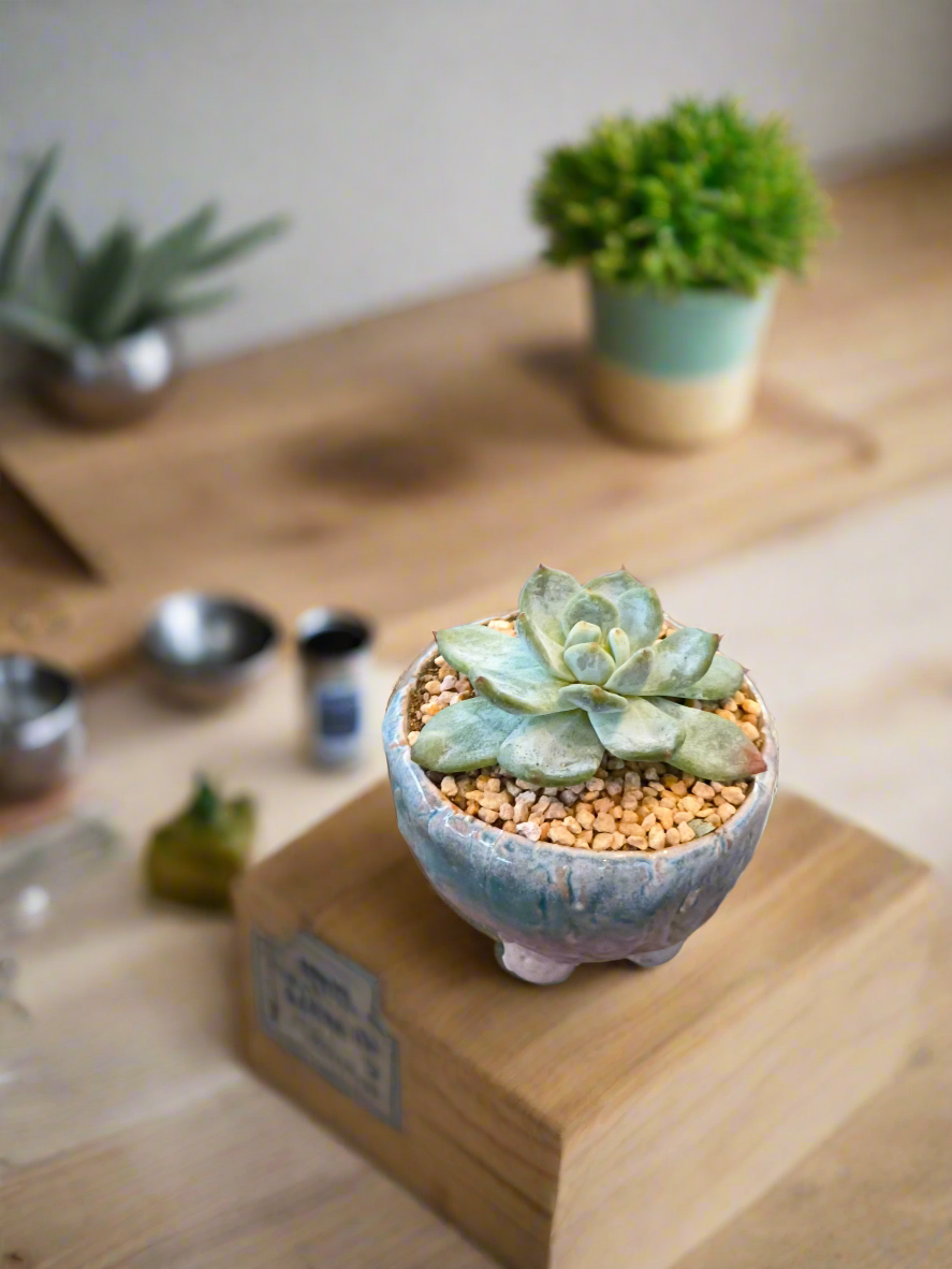 Succulent Misty Lavender Ombre Rustic Mini Planter – Echeveria Bluebird
