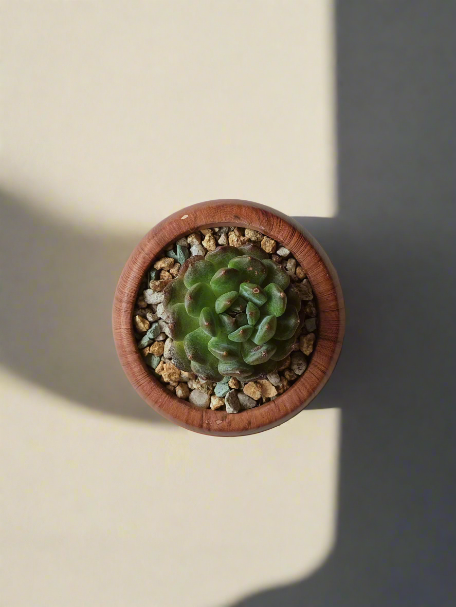 Stylish woodgrain pot housing the Succulent Mini Round Woodgrain Pot – Echeveria Minima.