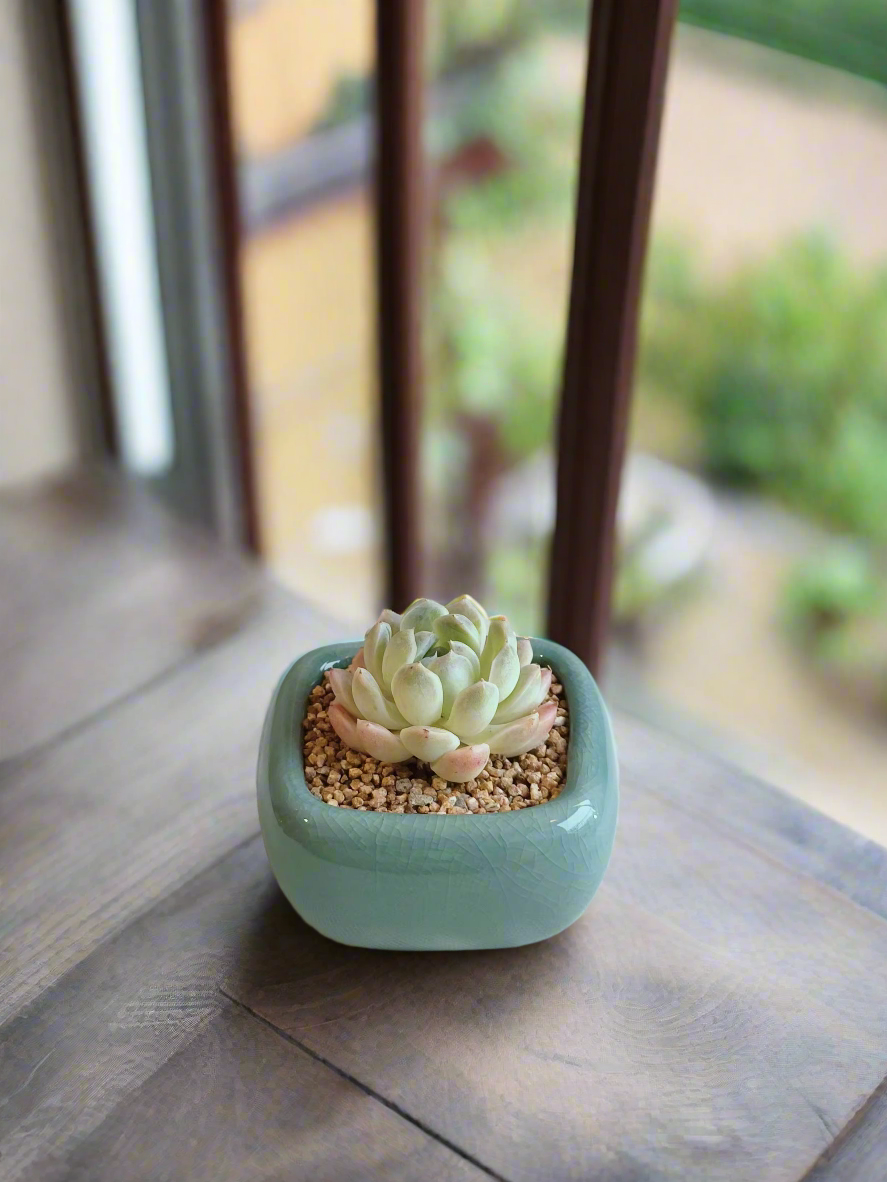 Succulent Zen Square Turquoise Pot – Echeveria Elegans