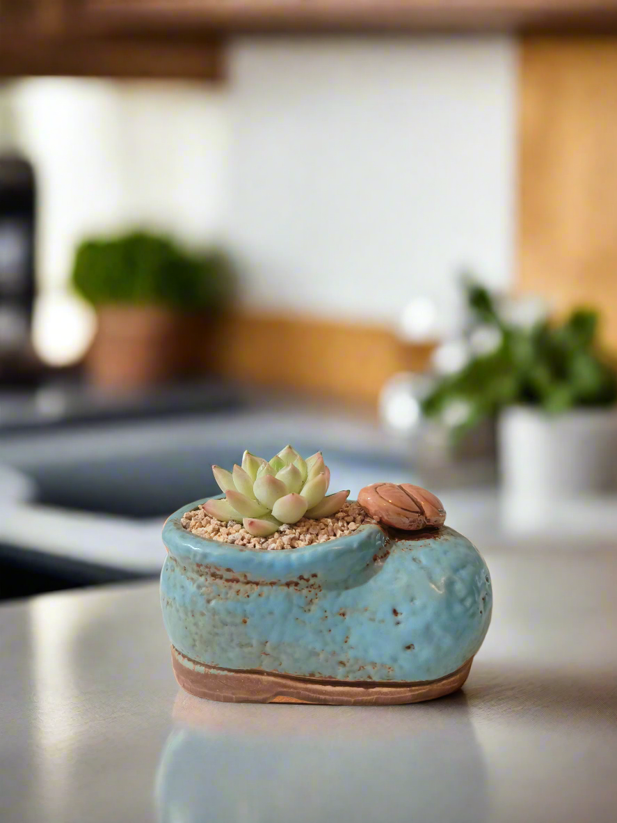 Succulent Mary Jane Charm Blue – Echevaria Elegans