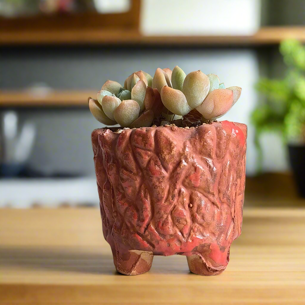 Succulent Rustica Ceramic Red – Echeveria hybrid - SlowBloomGreens