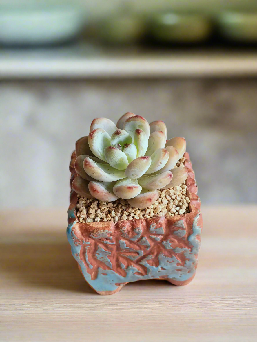 Succulent Rustica Ceramic Blue-Brown – Pachyphytum oviferum 'Moonstones'