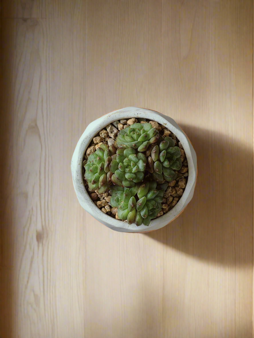 Beautifully matching coaster paired with the Succulent Harmony Ash Pot – Echeveria Minima.