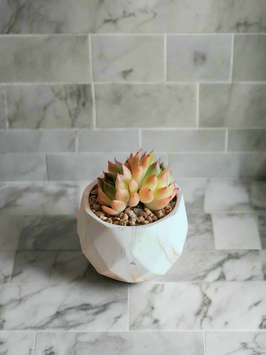 Delightful arrangement featuring the Succulent Harmony Orange Pot – Echeveria Agavoides 'Lipstick' basking in sunlight.