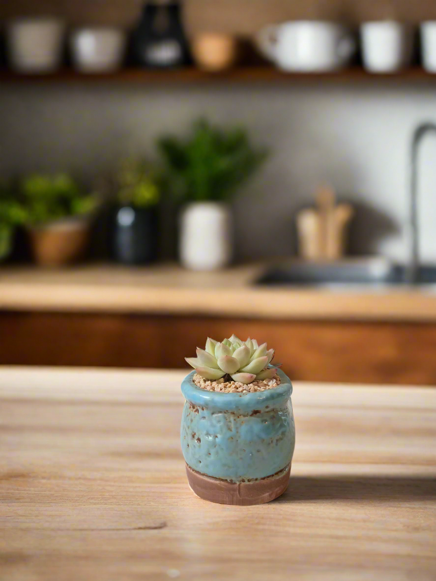 Succulent Mary Jane Charm Blue – Echevaria Elegans