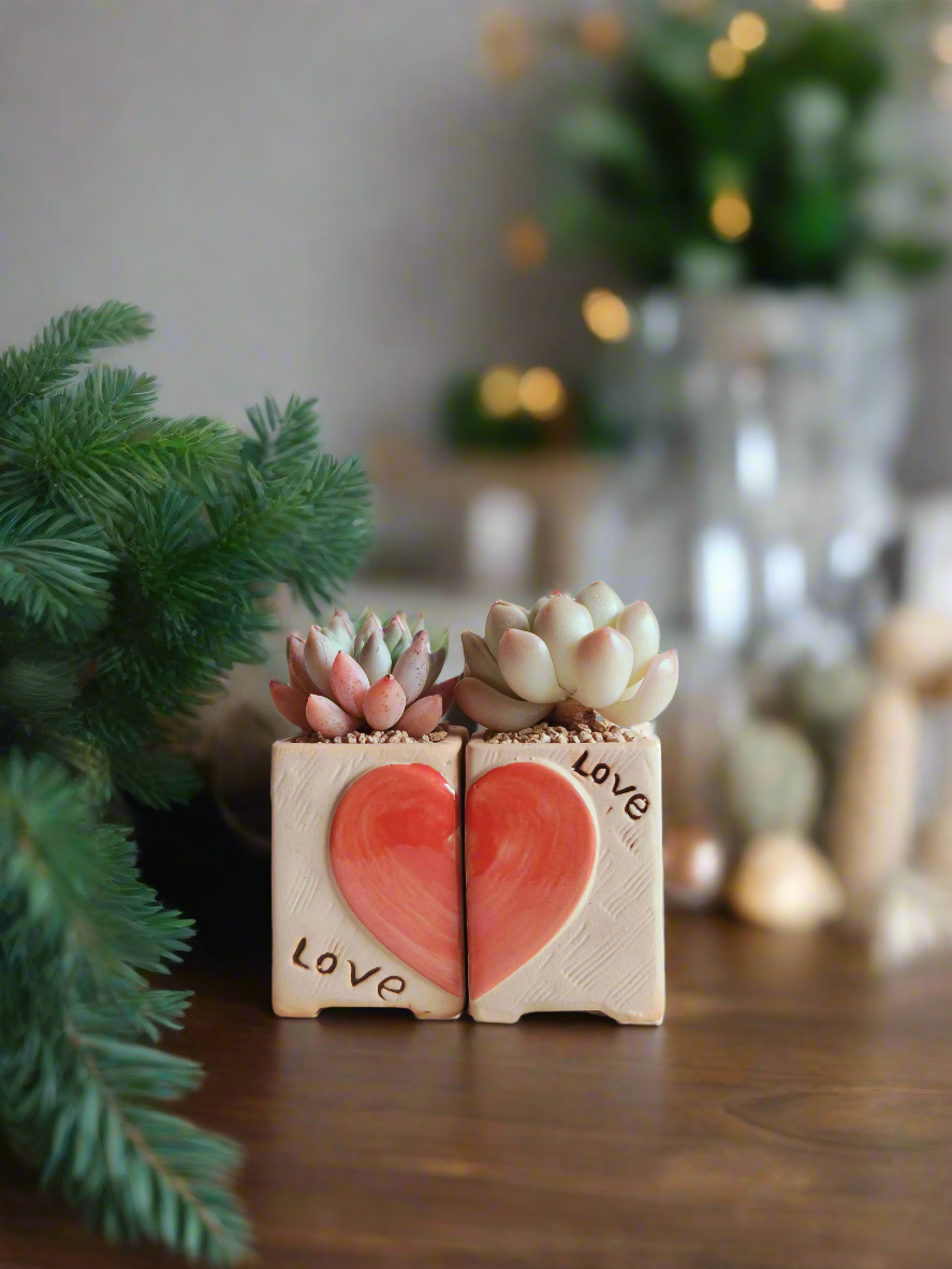 Succulent Heart Duo – The Perfect Gift of Love and Growth - SlowBloomGreens