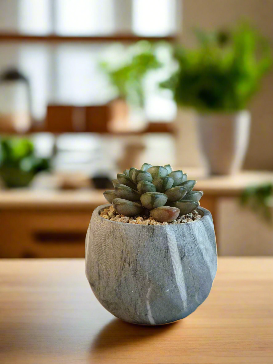 Succulent Classic Marble Grey Pot - Graptoveria 'Amethorum'