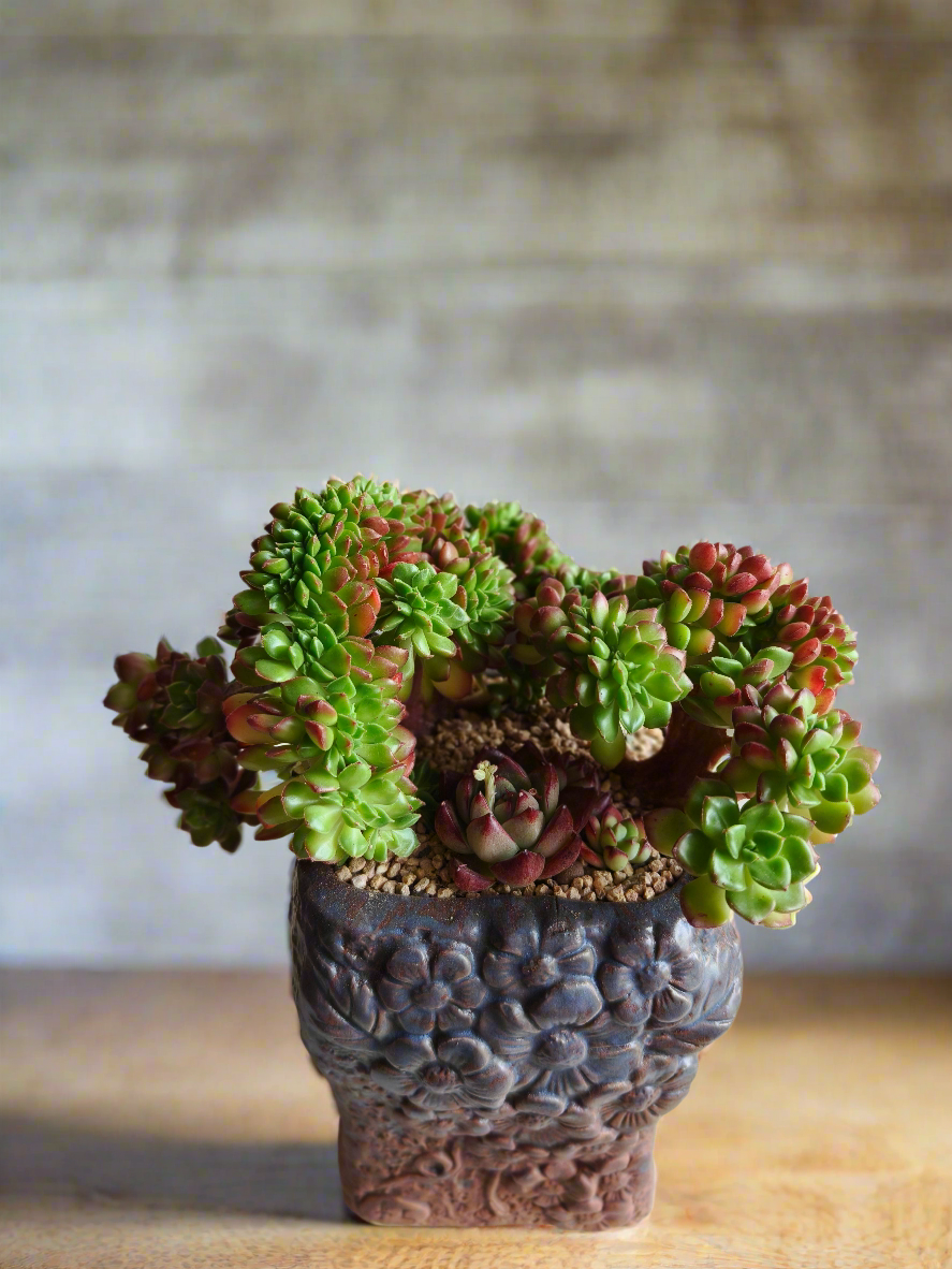 Succulent Rustic Floral Embossed Pot – Lety's Sedeveria