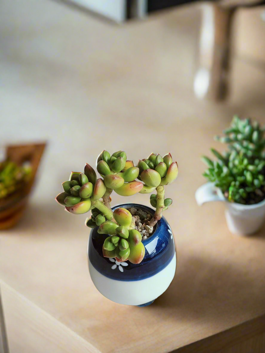 Succulent Sakura Blue - Sedum Lucidum - SlowBloomGreens