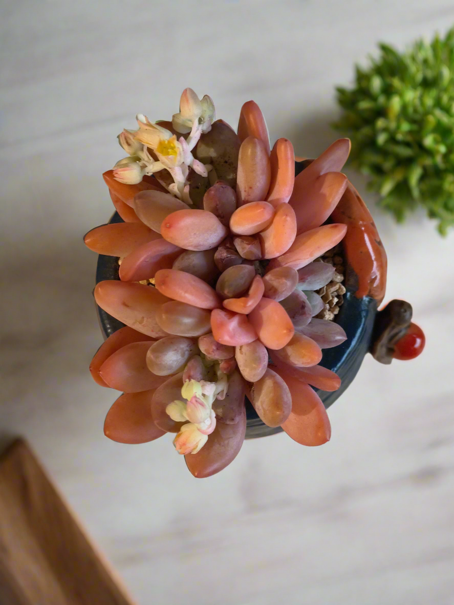 Succulent Enchanted Garden Snail – Pachyphytum (Blooming)