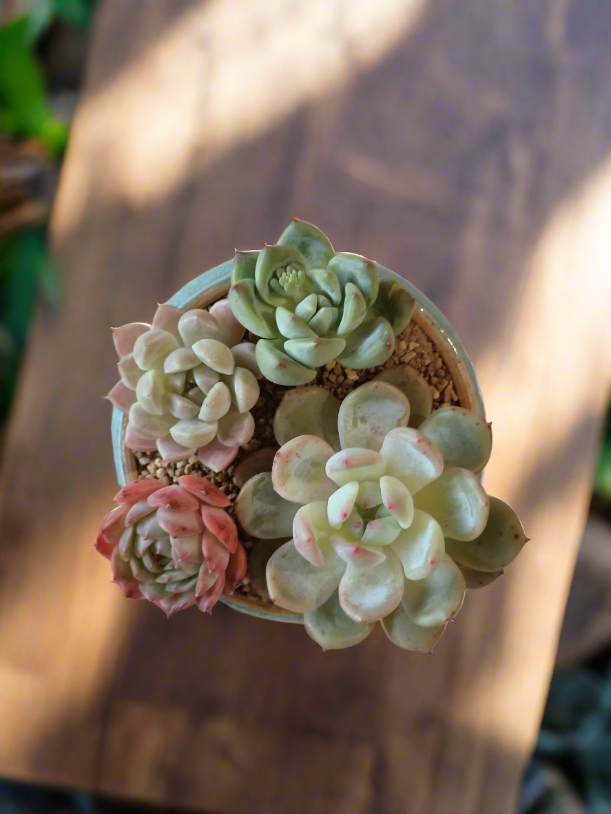 Succulent Moonlit Bloom Pot – Skyward Blue with Echeveria Laui & Friends