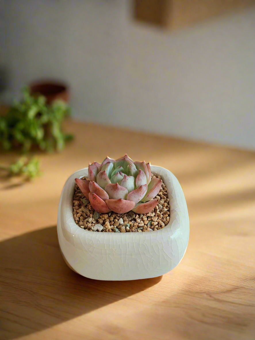 Succulent Zen Square Cream Pot – Echeveria Suryeon