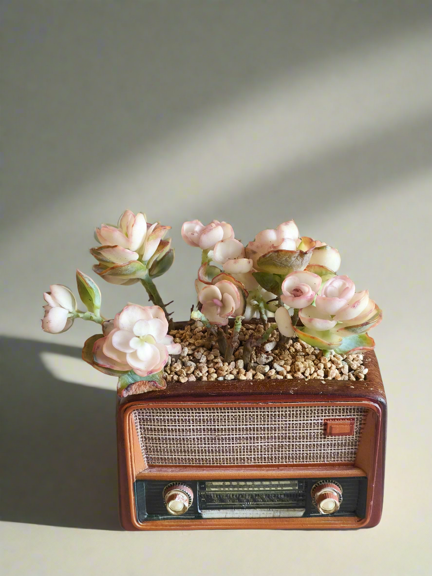 Succulent Retro Radio – Kalanchoe Marnieriana 🎵📻🌿