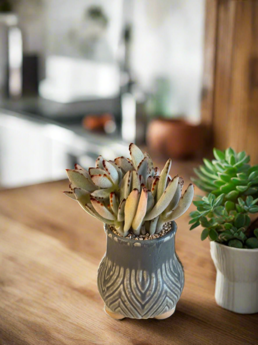 Succulent Rustic Pot Ash – Kalanchoe tomentosa ‘Chocolate Soldier’