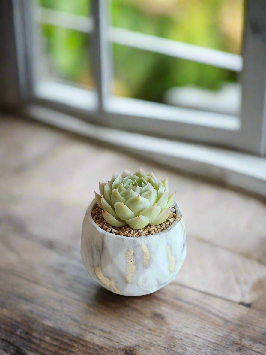 Succulent Classic Marble Gold - Echeveria Onslow