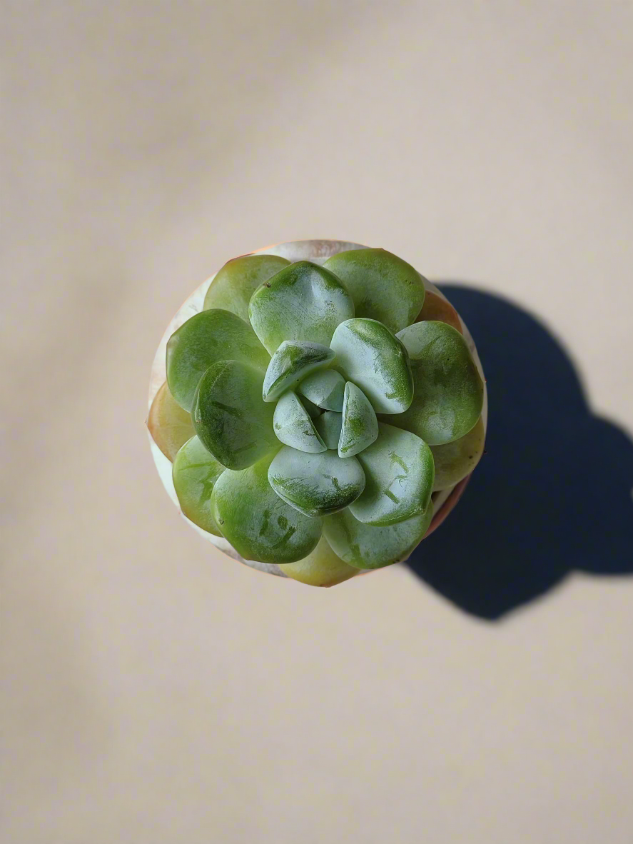 Succulent arrangement in elegant round brown pot