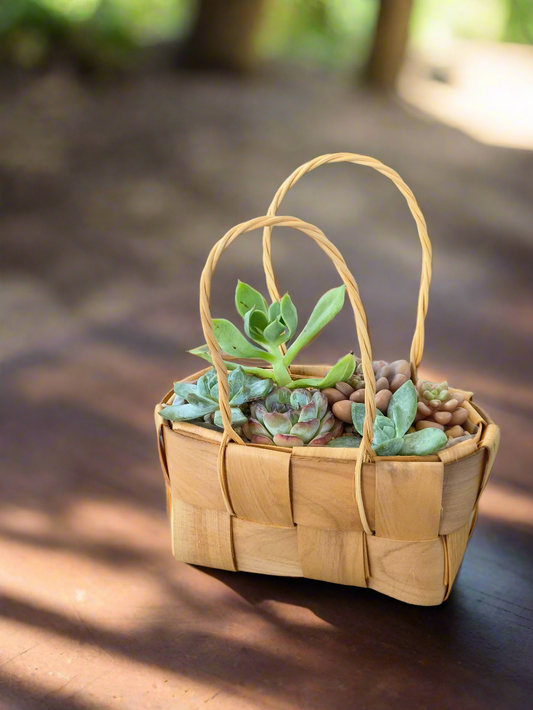 Succulent Basket Bliss - Handcrafted Succulents