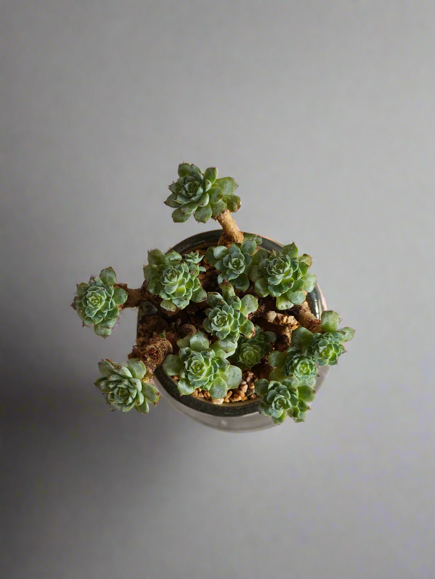 Succulent Rustic Pot Glow Grey – Echeveria Minima