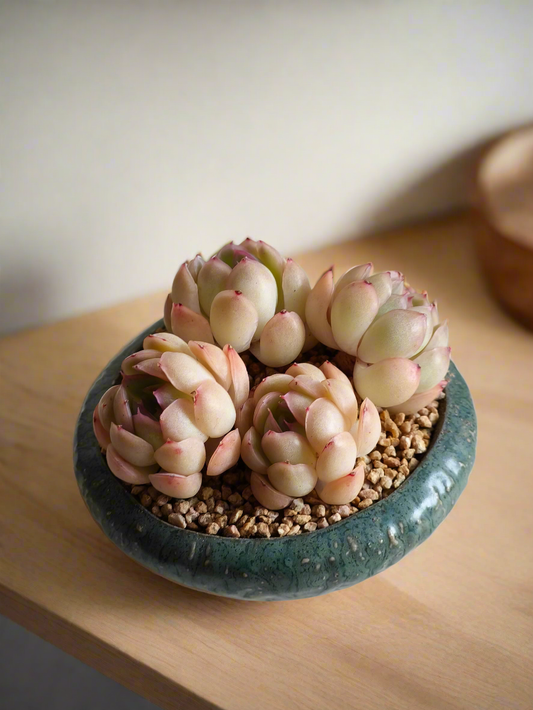 Succulent Rustica Ceramic Pot – Echeveria elegans 'Raspberry Ice'