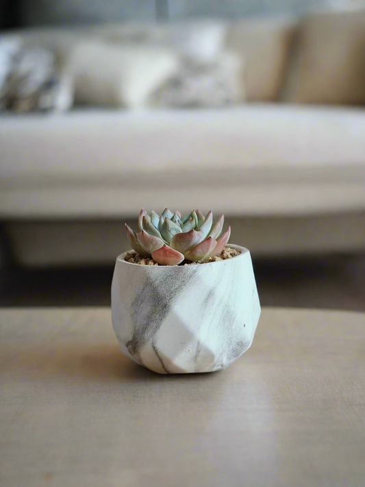 Succulent Harmony Ash Pot featuring Echeveria Bluebird with beautiful blue rosettes.