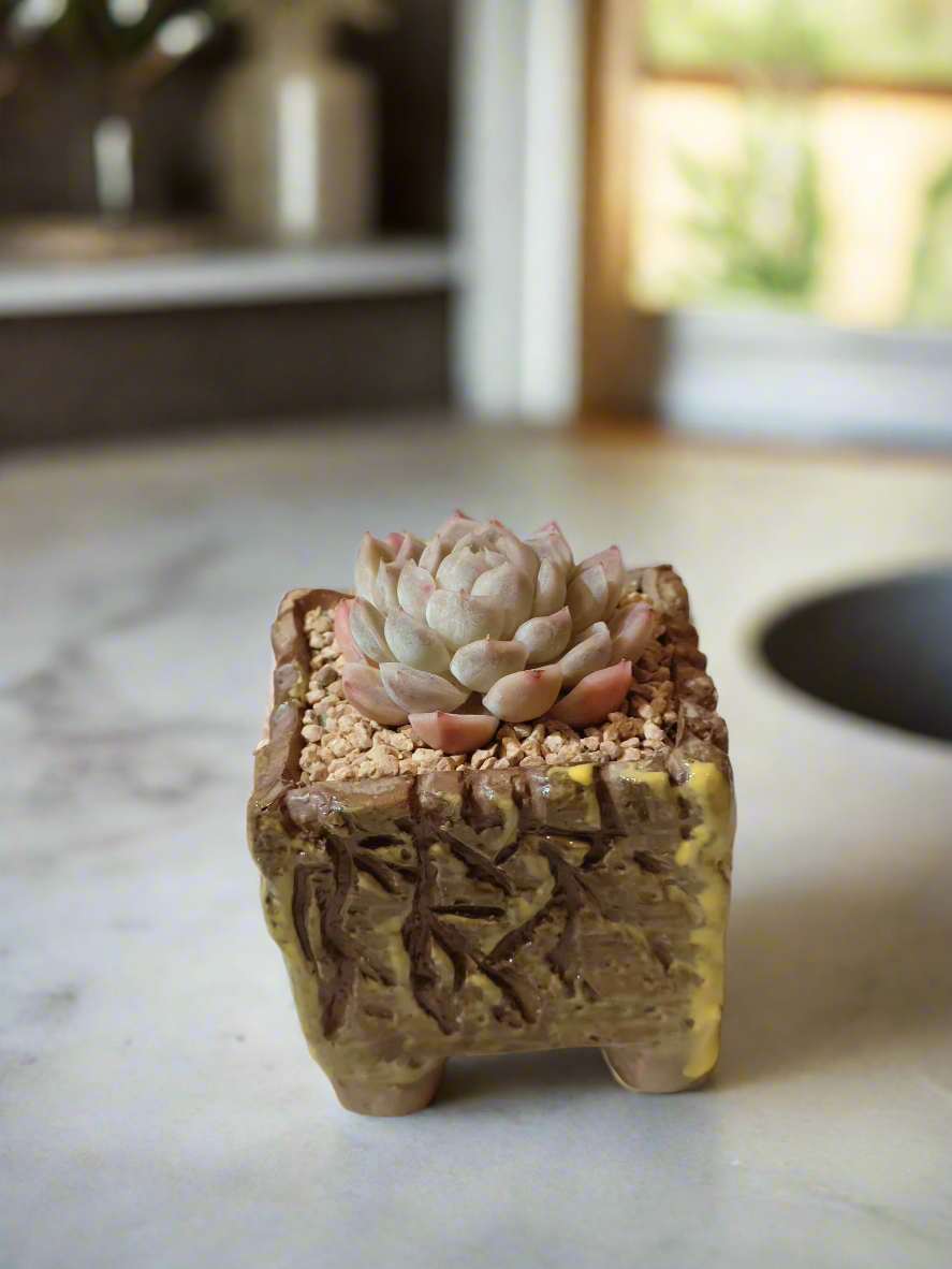 Succulent Rustica Ceramic Yellow-brown – Echeveria Hyalina