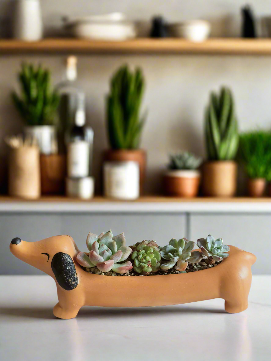 Succulent Daunchund - various - SlowBloomGreens