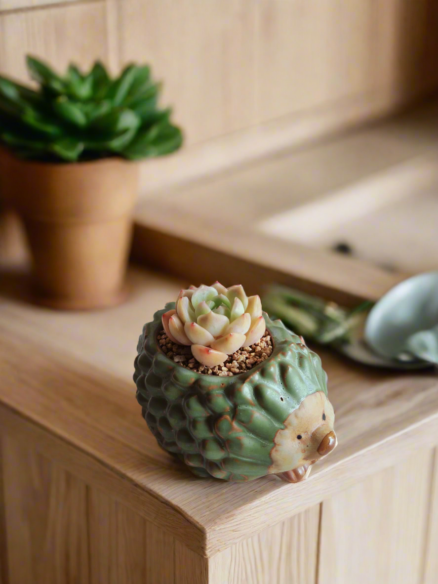 Succulent Hedgehog Pot - Echeveria Elegans 'Raspberry Ice'